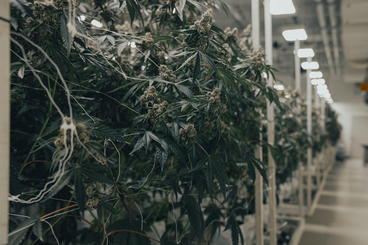 The Basics of Cannabis: What You Need to Know Before Consuming