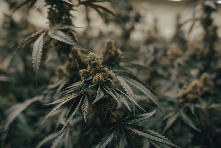 Cannabis 101: How to Choose the Right Product for Your Needs